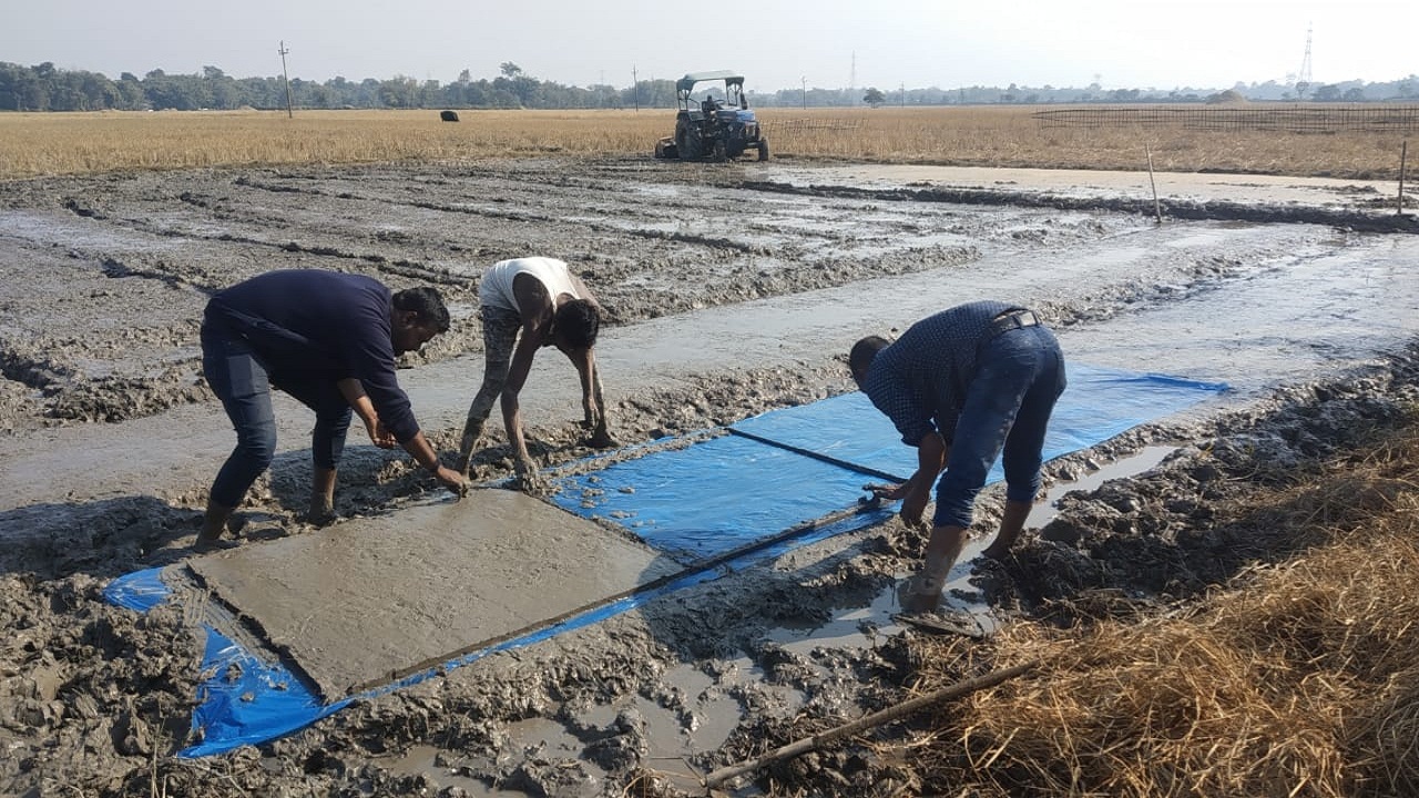Mat type nursery of rice  preparation is going on for covering 100 bighas of Boro paddy area in Sonitpur district which will be transplanted by machine.